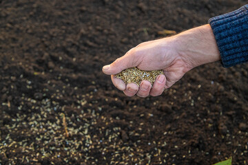 Male gardener sows lawn grass. Selective focus.