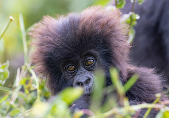 Baby gorilla in natural habitat looking towards camera