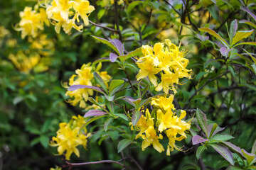 Blooming magnolia tree in spring park. Springtime in nature.