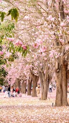 Full blossom of  pink trumpet tree or Tabebuia rosea in spring season, Soft focus amazing floral tabebuia pink tree flower.