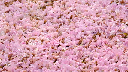 Many pink trumpet flowers (Tabebuia rosea) fall on the ground like carpet.