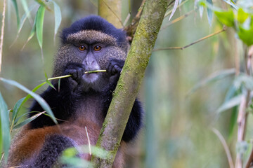 Golden Monkey in the Virunga volcanic mountains of central Africa
