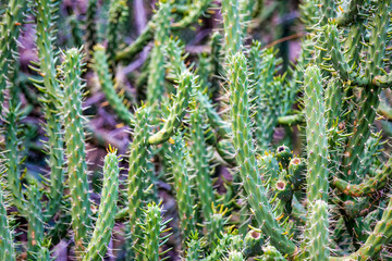 Wild Beauty: Capturing the Eve's Needle Cactus in its Natural Habitat