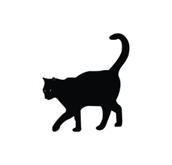 this is a nice black cat