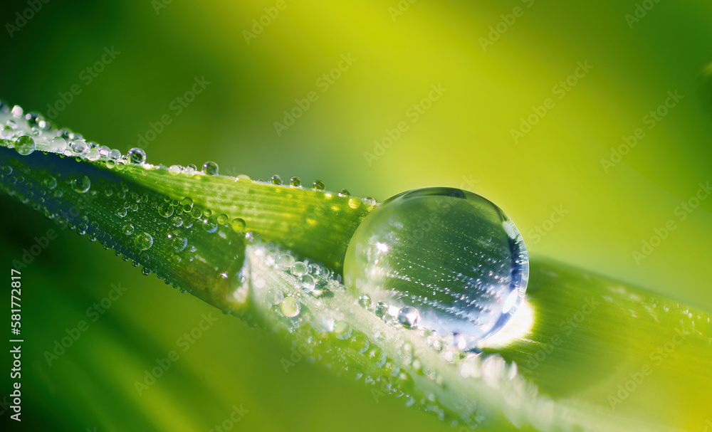 Aufkleber a beautiful large drop of dew on a blade of grass in the morning light. water drop in nature closeup