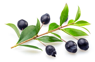 Myrtle branch with leaves and berries isolated on white background.