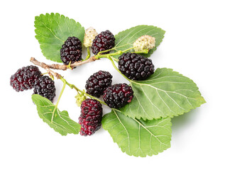 Ripe black mulberries fruits with green leaves isolated on white background.