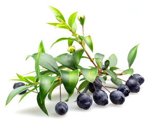 Myrtle branch with leaves and berries isolated on white background. - obrazy, fototapety, plakaty