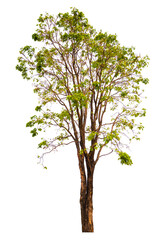 Obraz premium PNG tree transparent background, hight qaulity real tree soft light shooting