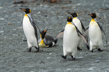 group of king penguins