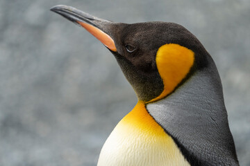 king penguin close up - obrazy, fototapety, plakaty