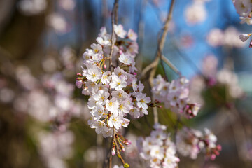 枝垂れ桜