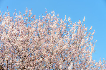 ソメイヨシノと青空