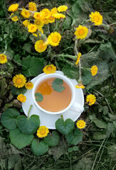 Fresh coltsfoot flowers and herbal tea cup in garden, natural background. Healing infusion with Medicinal plant Coltsfoot. Tussilago farfara, spring seasonal flowers. top view. template for design