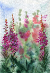 willowherb, fireweed,, field flowers, watercolor drawing wild plants, floral bacground, hand drawn botanical illustration