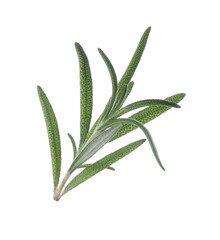 Sprig of fresh rosemary isolated on white