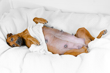 pregnant rhodesian ridgeback dog lies on her back in white pillows, resting