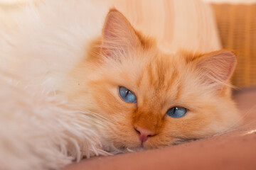 Closeup of a fluffy white cat with blue eyes relaxing on the sofa 