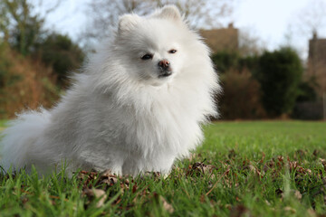 Cute fluffy Pomeranian dog on green grass outdoors, space for text. Lovely pet