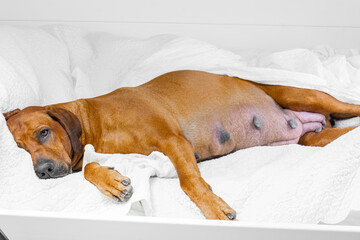 pregnant rhodesian ridgeback dog lies in white pillows, resting