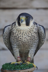 Falcon in captivity