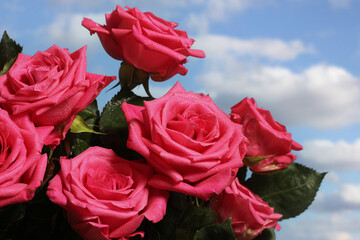 Bouquet of Fresh Pink Roses outdoors with blue sky in background