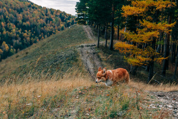 Corgi in the autumn mountains. Dog Hiking