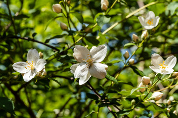 Obraz na płótnie Canvas Flowers on branches of Philadelphus lewisii jasmine bush. Blurred background of garden greenery. Selective focus. Sunny spring garden. Floral landscape for any wallpaper. There is space for text