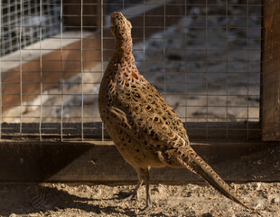 The common pheasant (Phasianus colchicus) is a bird in the pheasant family (Phasianidae). Female (hen). A bird in a cage.