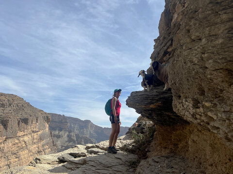 Woman looking at goats, Balcony Walk, Jabol Shams, Oman.