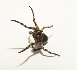Lycosa is a genus of wolf spiders. (Lycosa singoriensis).