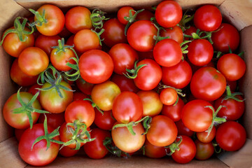 Delicious red tomatoes