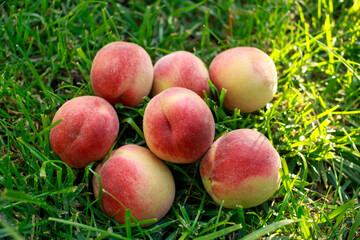 Ripe juicy peaches