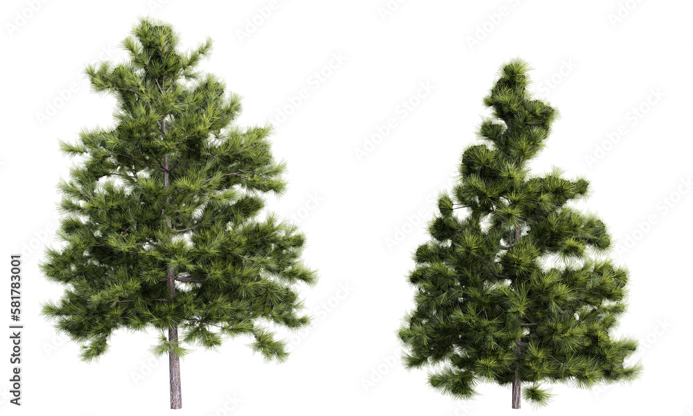 Poster tree larix decidua on transparent background.3d rendering png set