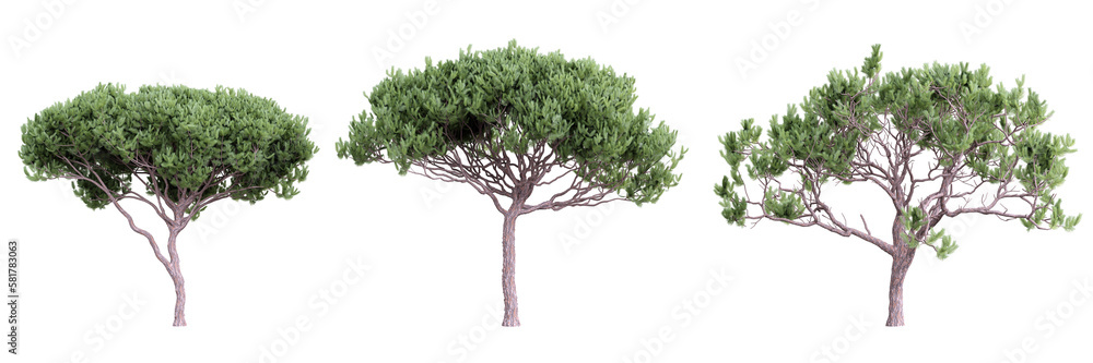 Poster tree pinus pinaster on transparent background.3d rendering png set