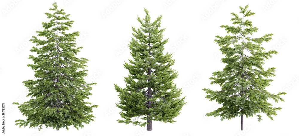 Poster tree picea abies on transparent background.3d rendering png set