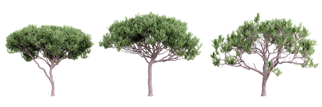 Tree pinus pinaster on transparent background.3d rendering PNG Set