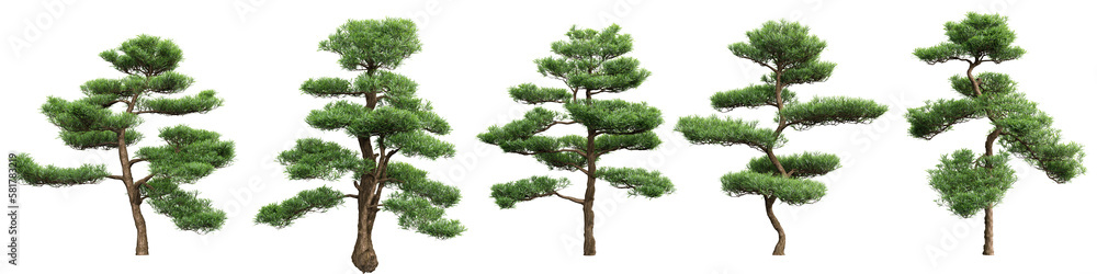 Poster tree podocarpus macrophyllus on transparent background.3d rendering png set