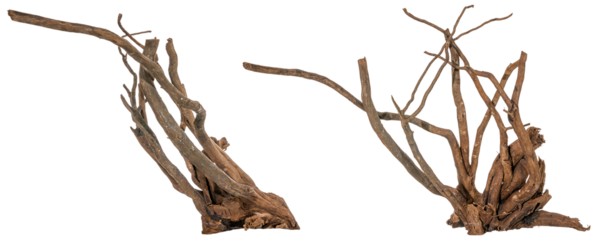 collection of a piece of a filigree root / trunk river wood, driftwood, natural wood, plant root, sera scaper root isolated on transparent background png image compositing footage alpha channel