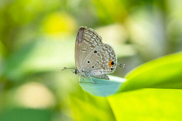 small butterfly perched on flowers and leaves