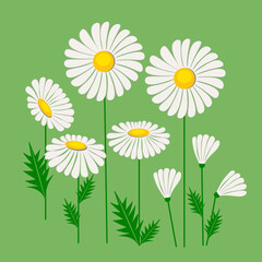 Several white daisy flowers on green background