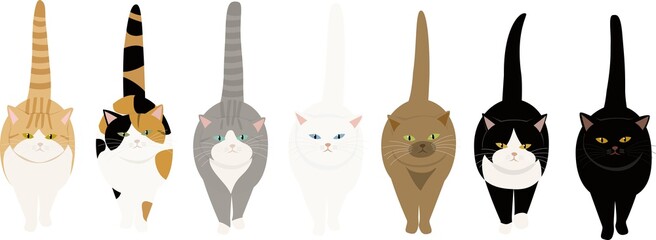 尻尾をピンと立てて歩いてくる7匹の猫