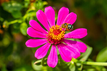 Fototapeta premium Amegilla cingulata is a species of blue-banded bee native to Australia