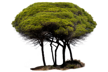 tree isolated on white background