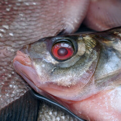 Freshwater fish head bream close-up. Soft focus