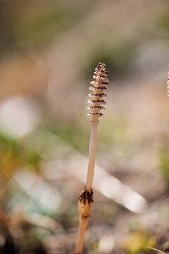 This horsetail is the spring of the plant.