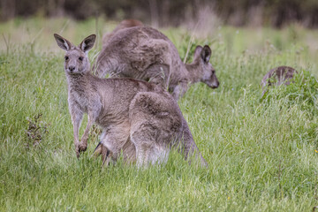 Fototapeta premium Kangaroos (Macropodidae), Australia 
