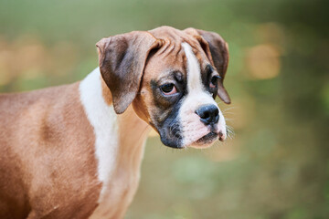 Boxer dog puppy face close up at outdoor park walking, green grass background, funny cute boxer dog...