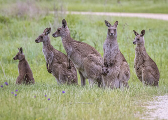 Kangaroos with joey (Macropodidae), Australia	
