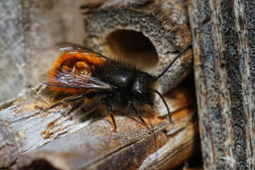 Closeup on a colorful red hairy male European orchard mason solitary bee, Osmia cornuta at the bee-hotel